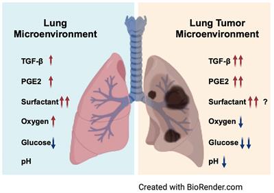 Modulation of natural killer cell exhaustion in the lungs: the key components from lung microenvironment and lung tumor microenvironment